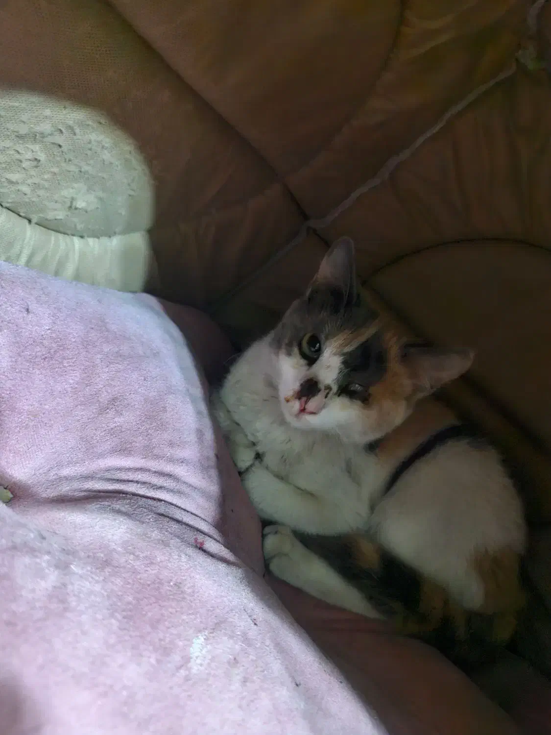 واگذاری گربه|گربه|لاهیجان, قیام|دیوار