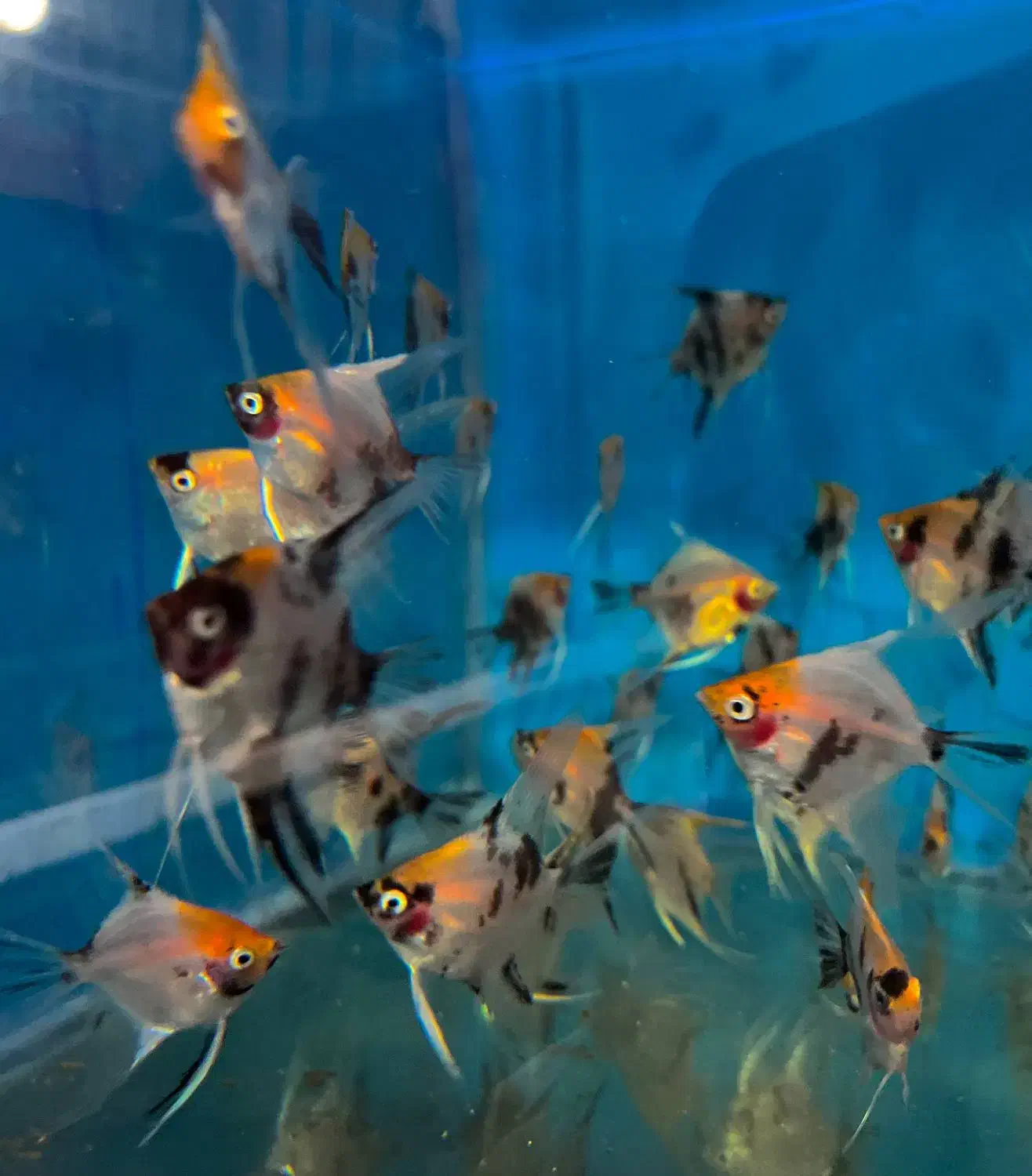 ماهی آنجل کوی ماربل و چهل گیس|ماهی|مشهد, گوهرشاد|دیوار