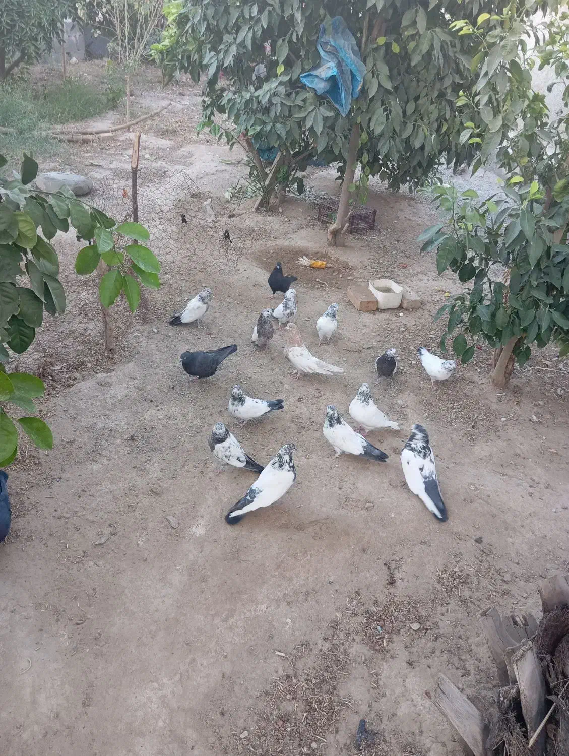 کفتر|پرنده|سیرجان, |دیوار