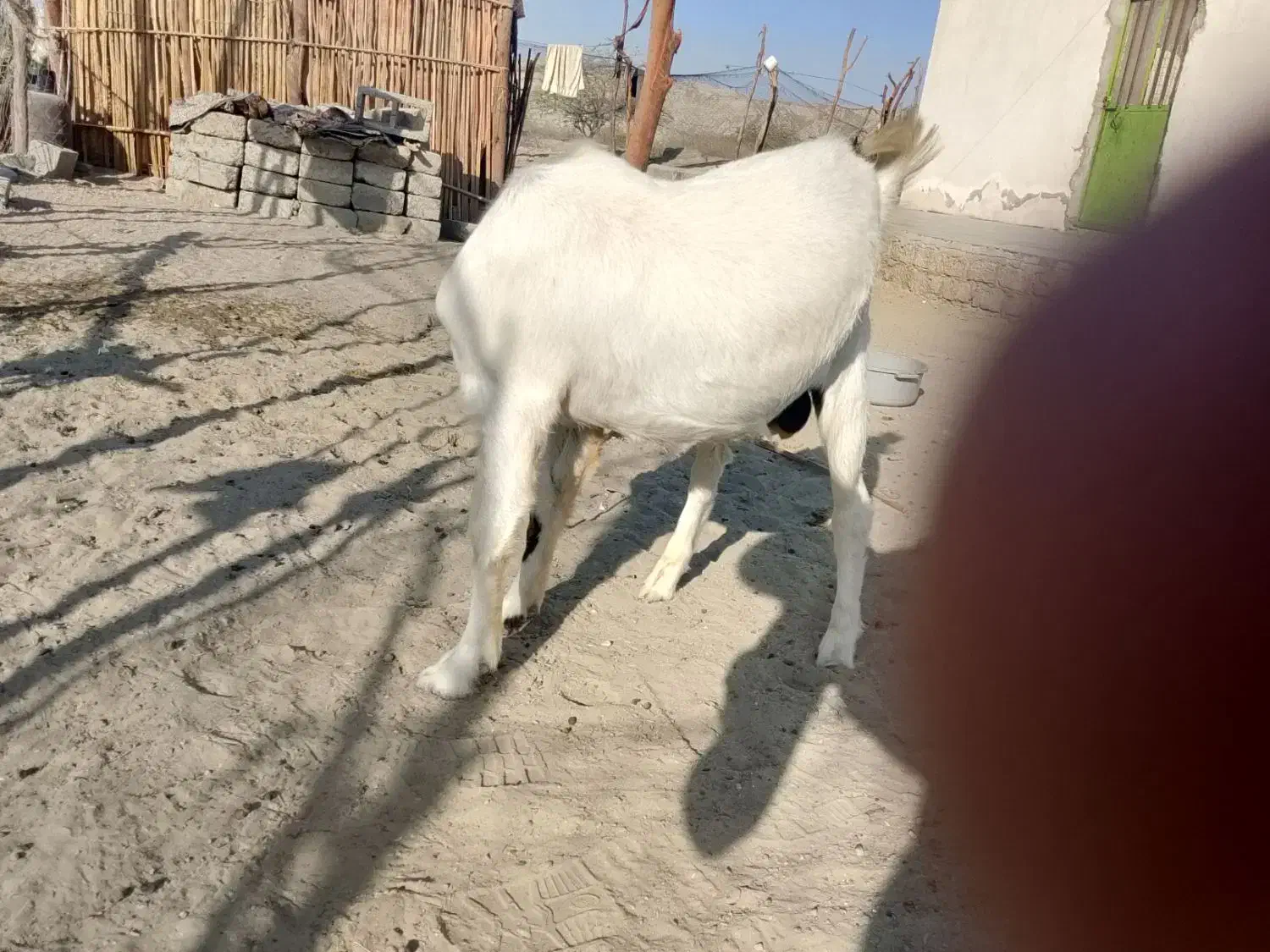 بز نر خوب|حیوانات مزرعه|کهیر, |دیوار