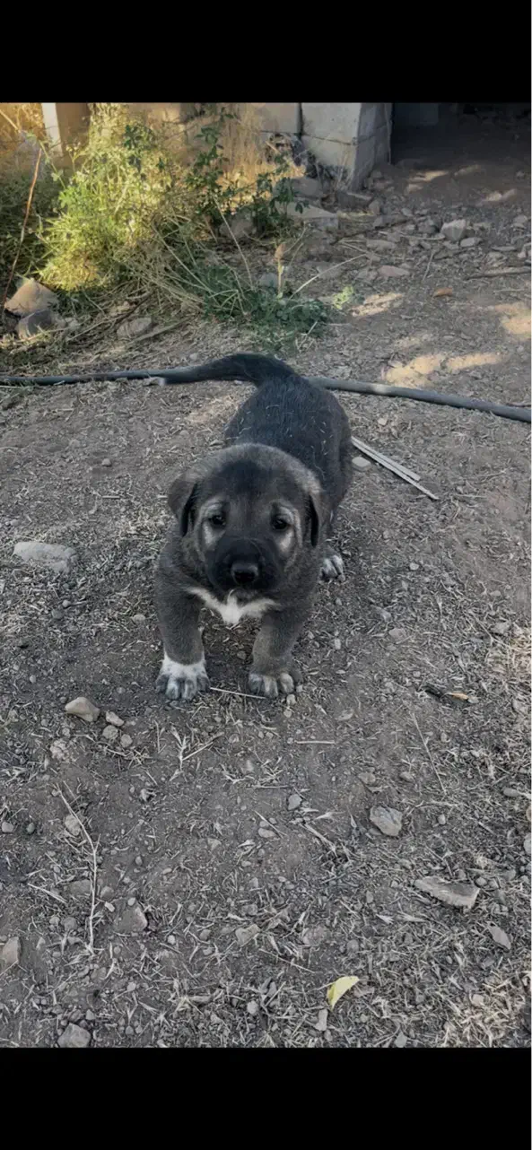 سگ نژاد دار|سگ|زنجان, |دیوار