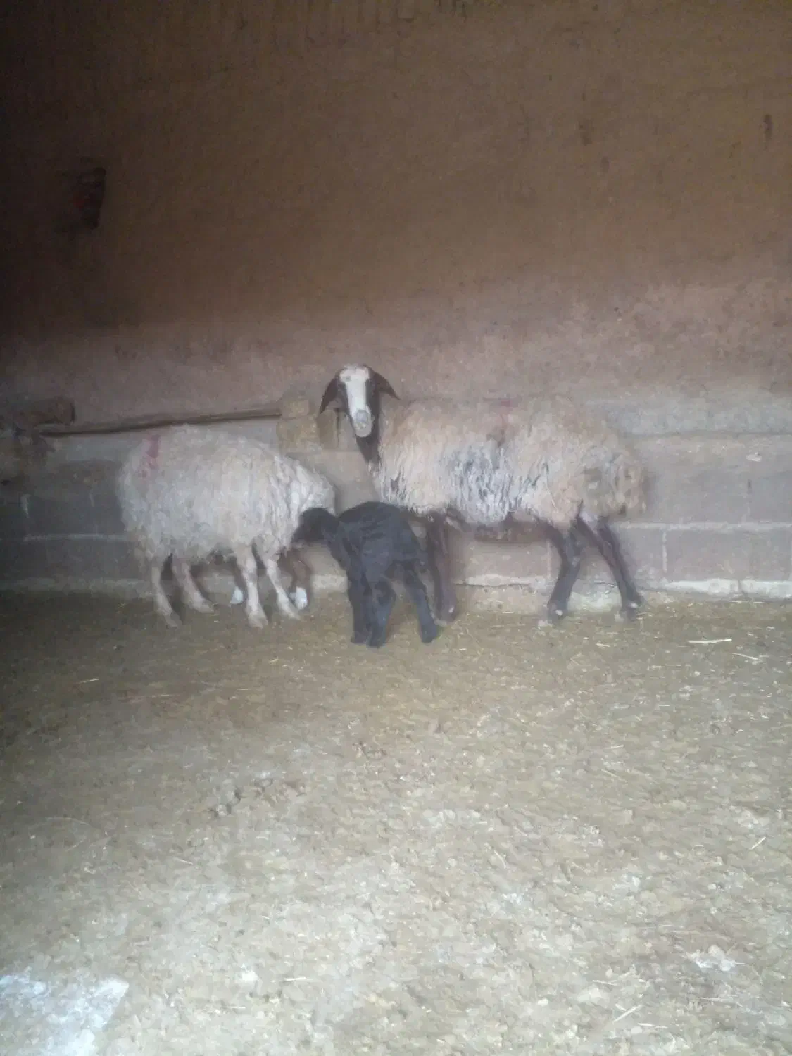 دوعدد میش زاییده|حیوانات مزرعه|تربت جام, میان جام|دیوار