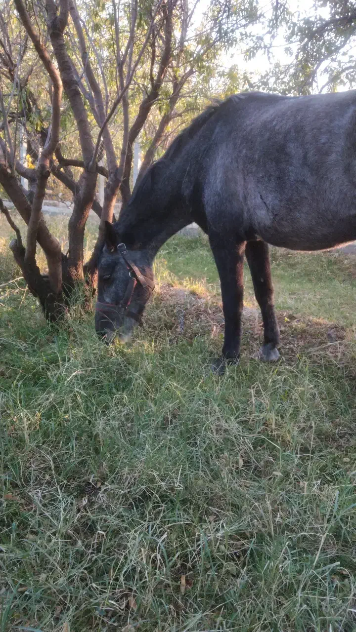 اسب کرد پر خون|اسب و تجهیزات اسب‌سواری|بناب, |دیوار