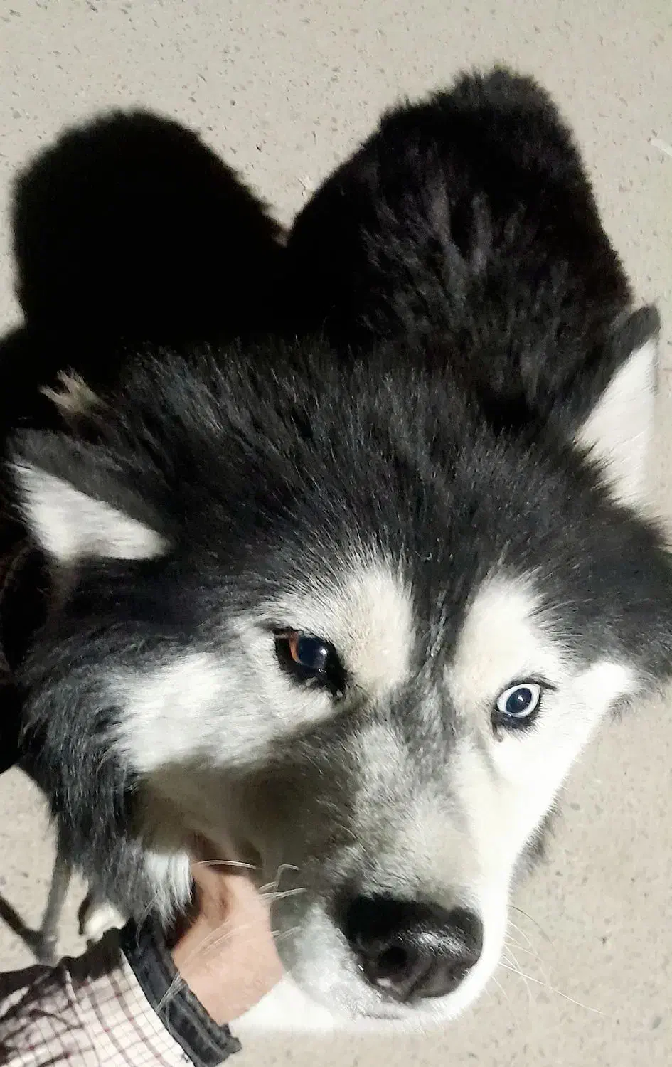 هاسکی (سیبرین)|سگ|ورامین, ورامین|دیوار