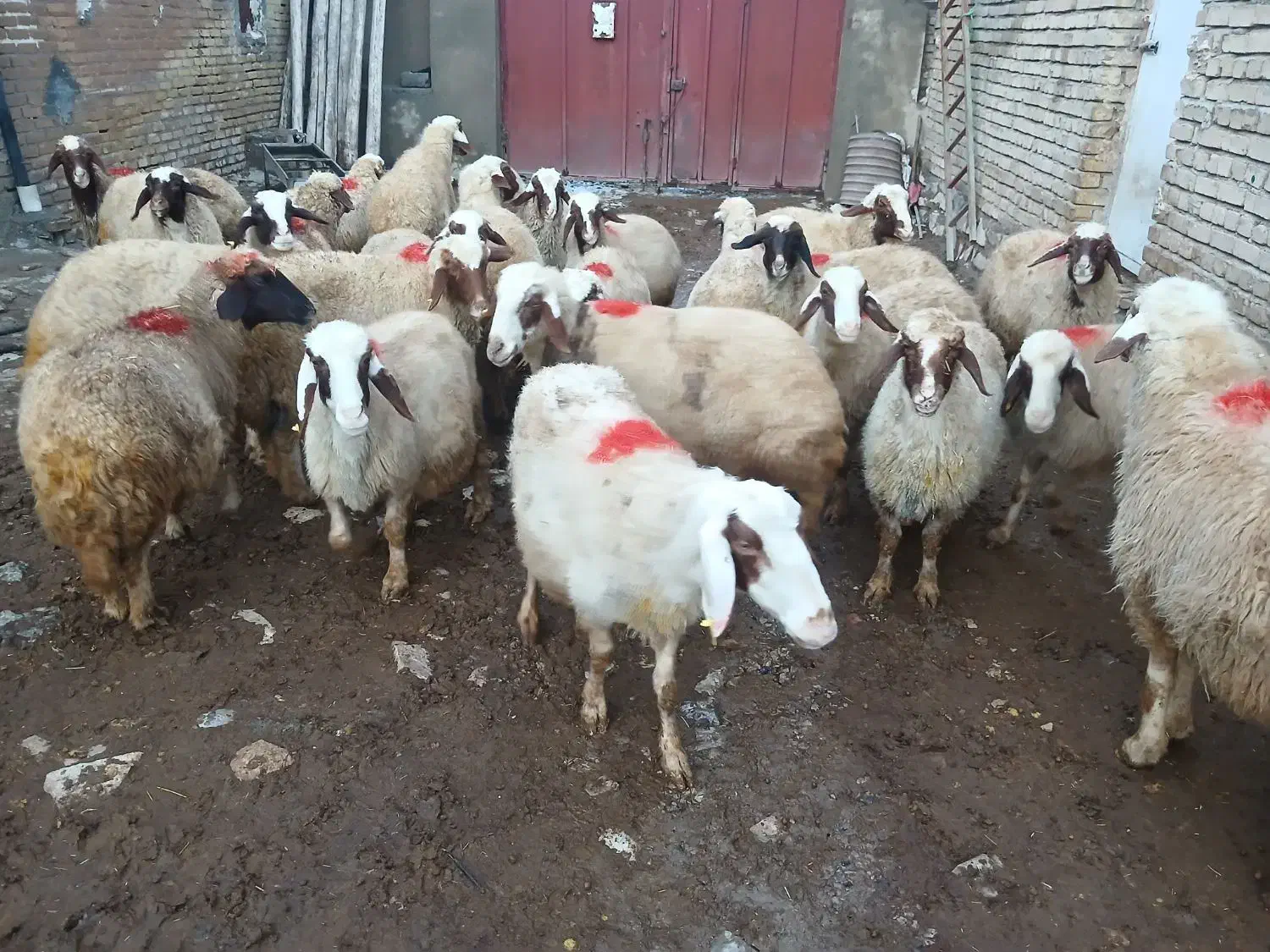 گوسفند سنجابی|حیوانات مزرعه|ماهیدشت, |دیوار