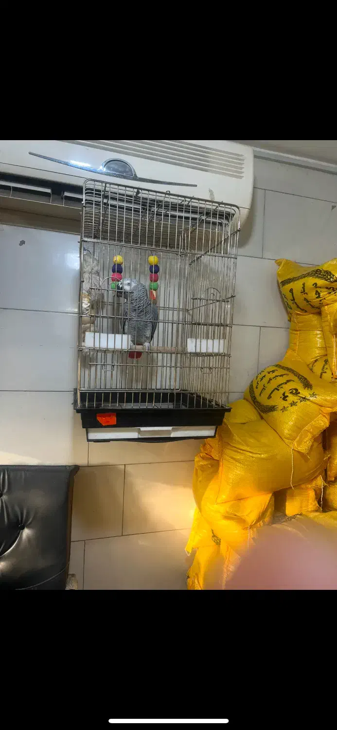 کاسگو|پرنده|ری, دیلمان|دیوار