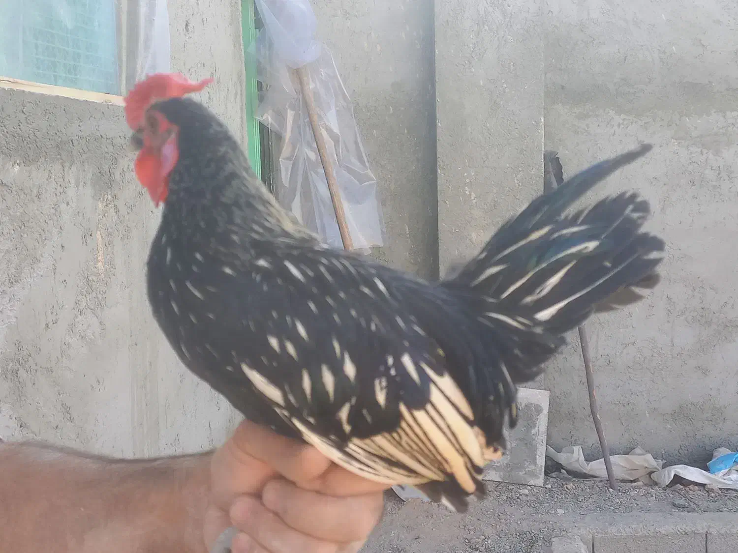 خروس سبرایت|حیوانات مزرعه|اصفهان, شاهد|دیوار