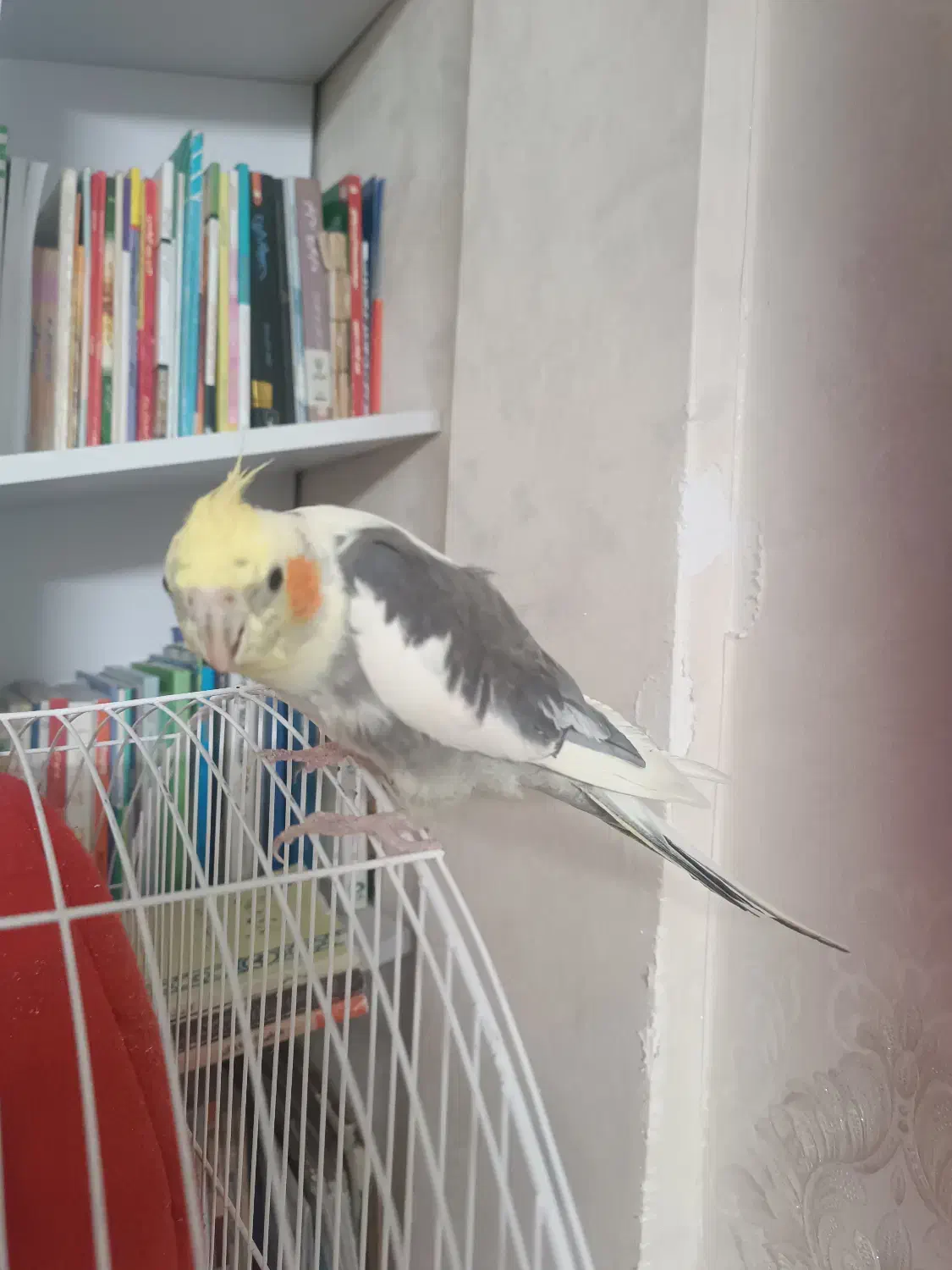 عروس نر ابلق|پرنده|کرج, حیدرآباد|دیوار