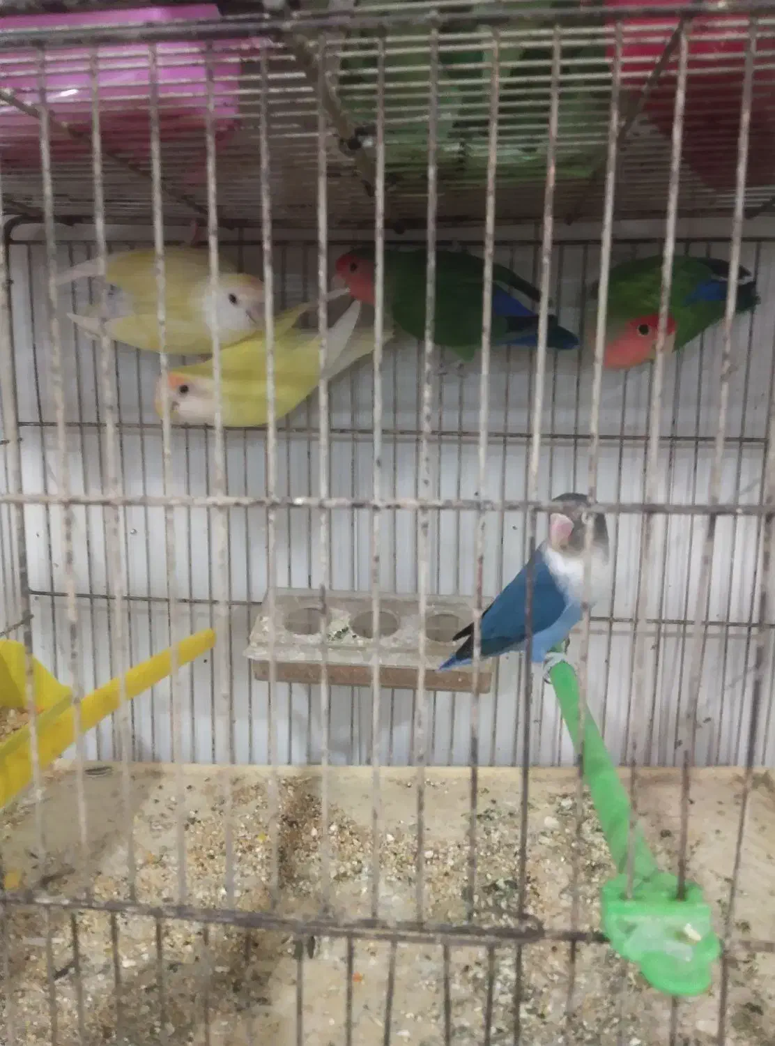 11عددکوتوله برزیلی فول فول اهلی آیهان|پرنده|خوی, |دیوار