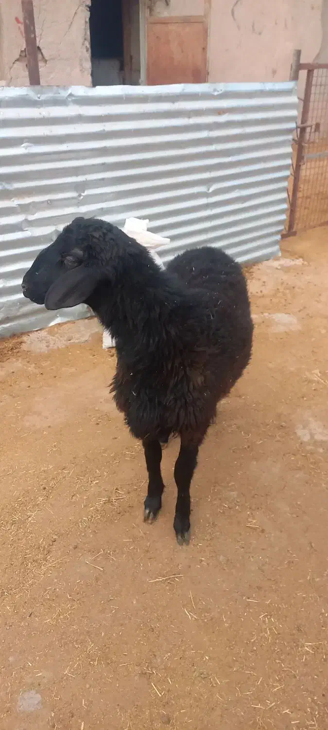 فروش1 راس بره نر همو و2راس قوچ همو کاربلد.|حیوانات مزرعه|کوهین, |دیوار