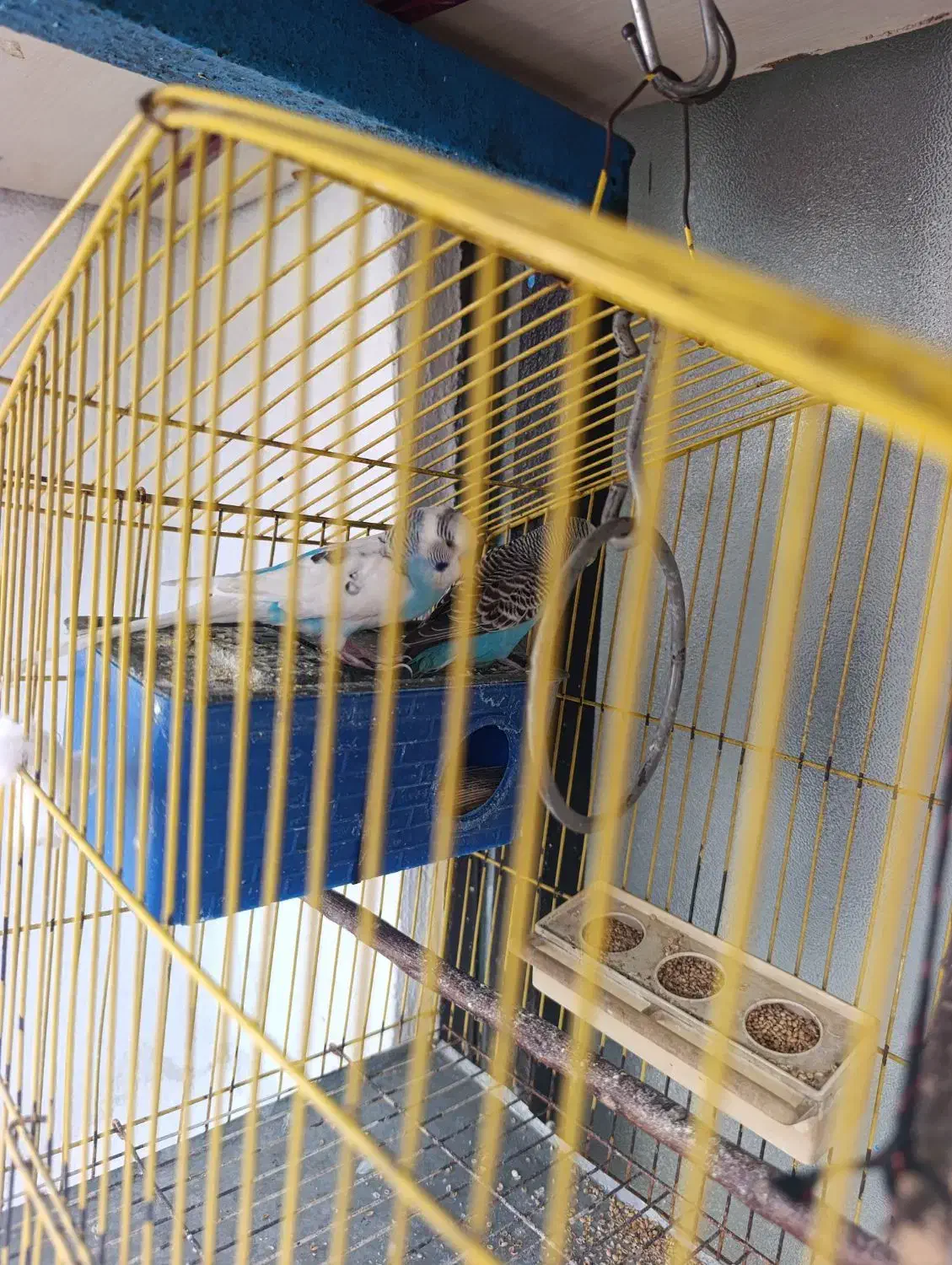 مرغ عشق نر و ماده با رنگ زیبا وخاص|پرنده|قرچک, شهرک الحدید|دیوار