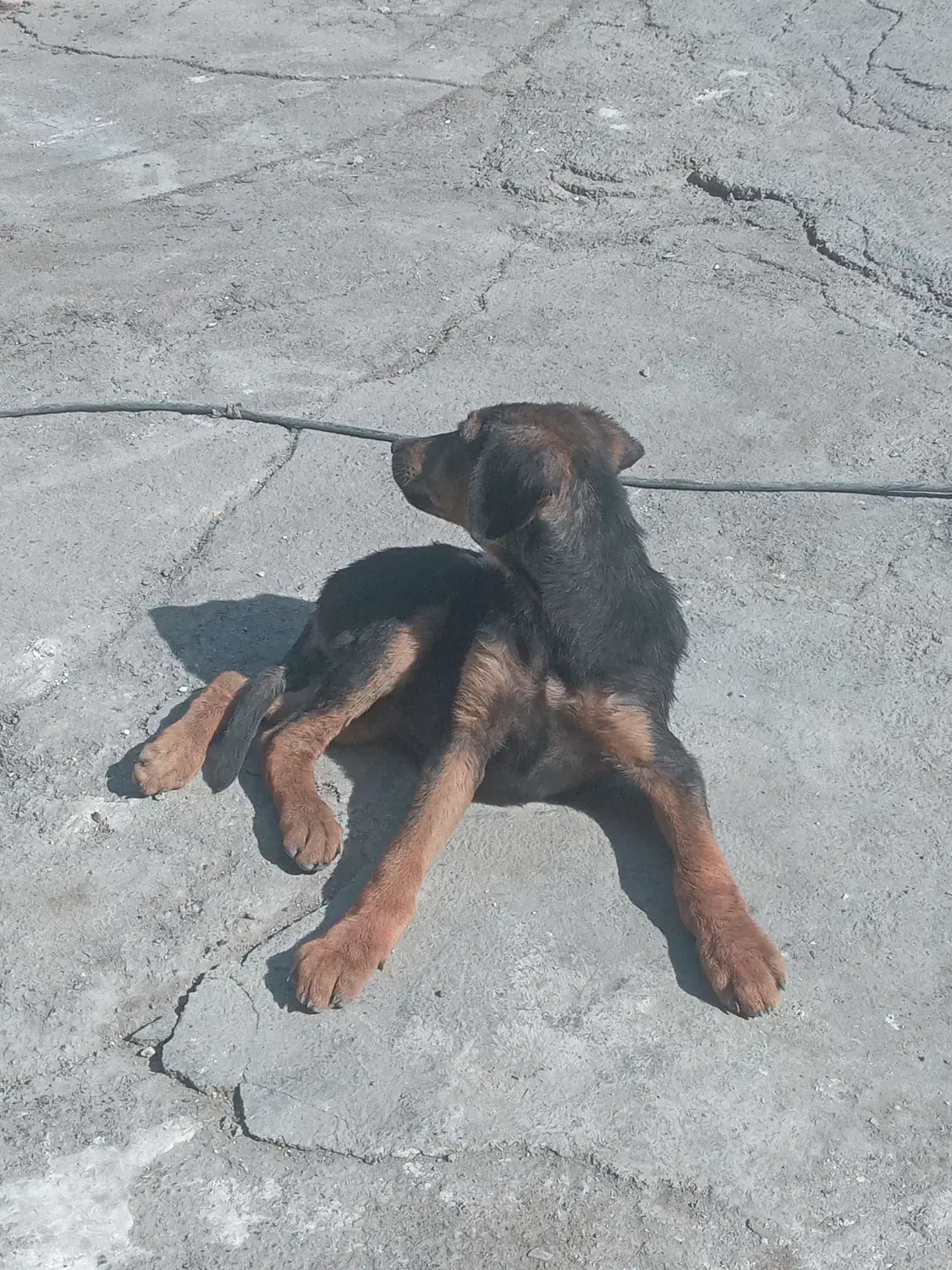 سگ دوبر من بومی|سگ|تهران, فلسطین (میدان انقلاب)|دیوار