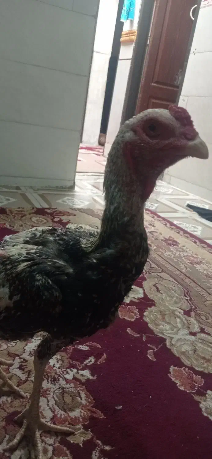 مرغ اصل لاری|حیوانات مزرعه|سراوان, |دیوار