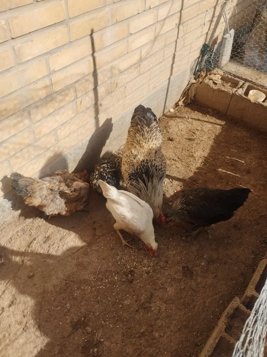 مرغ وخروس|حیوانات مزرعه|بروجن, |دیوار