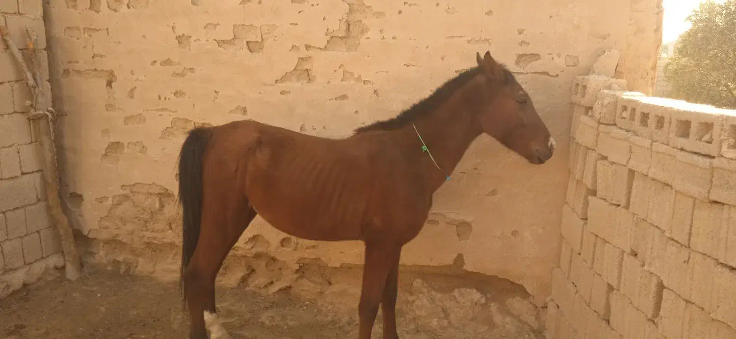 کره نریان|اسب و تجهیزات اسبسواری|بندر گناوه, |دیوار