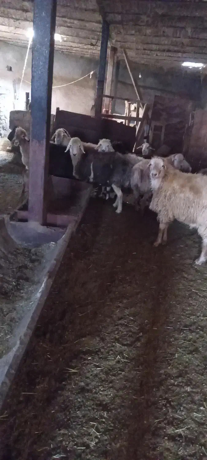 فروش گوسفند گوشتی شیشک|حیوانات مزرعه|سرعین, |دیوار