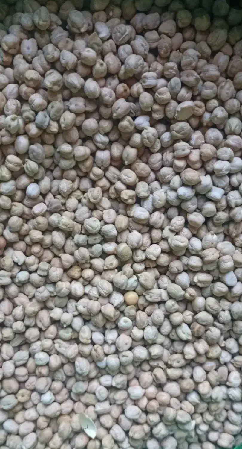 نخود  پیام بده|خوردنی و آشامیدنی|عطاملک, |دیوار