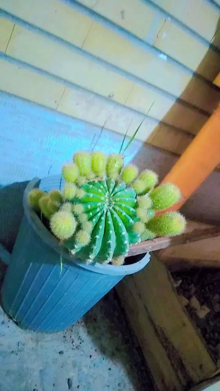 کاکتوس|گل و گیاه طبیعی|اصفهان, شهرک کاوه|دیوار