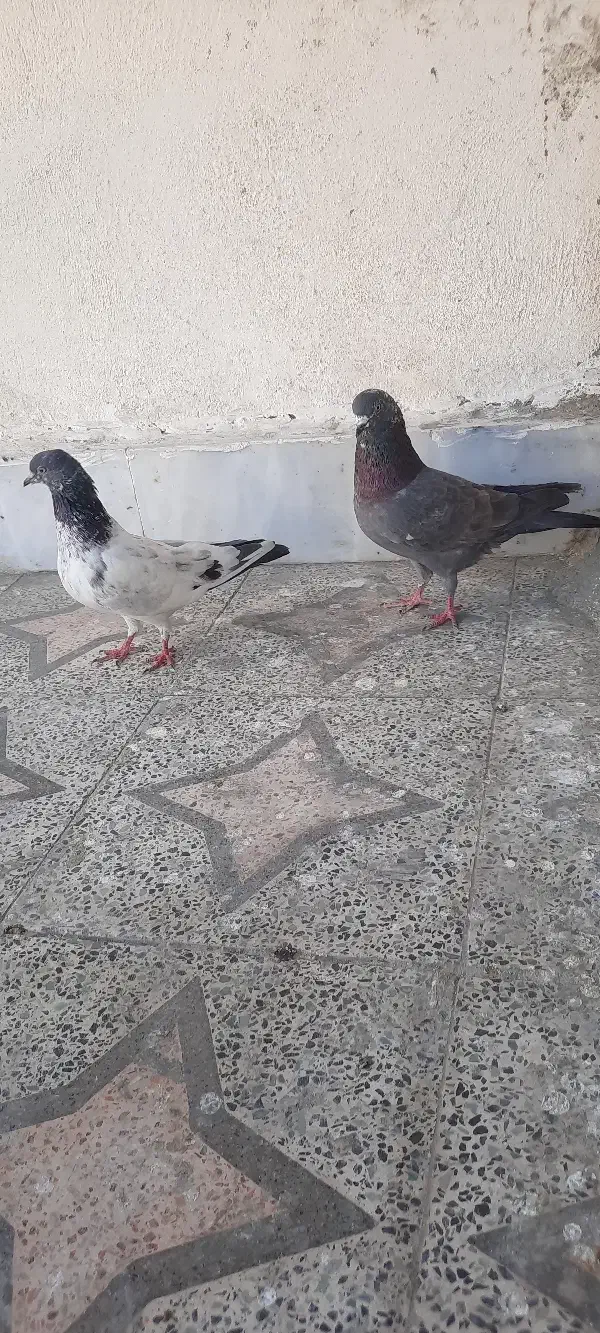 کفتر|پرنده|چابهار, |دیوار