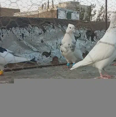 پرنده جوان رنگی خوب آینده دار قیمتمناسب|پرنده|اقبالیه, |دیوار