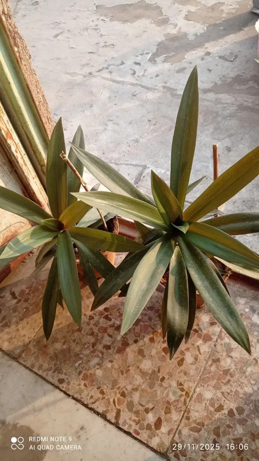 گل و گلدان|گل و گیاه طبیعی|اهواز, کوی صادقیه|دیوار