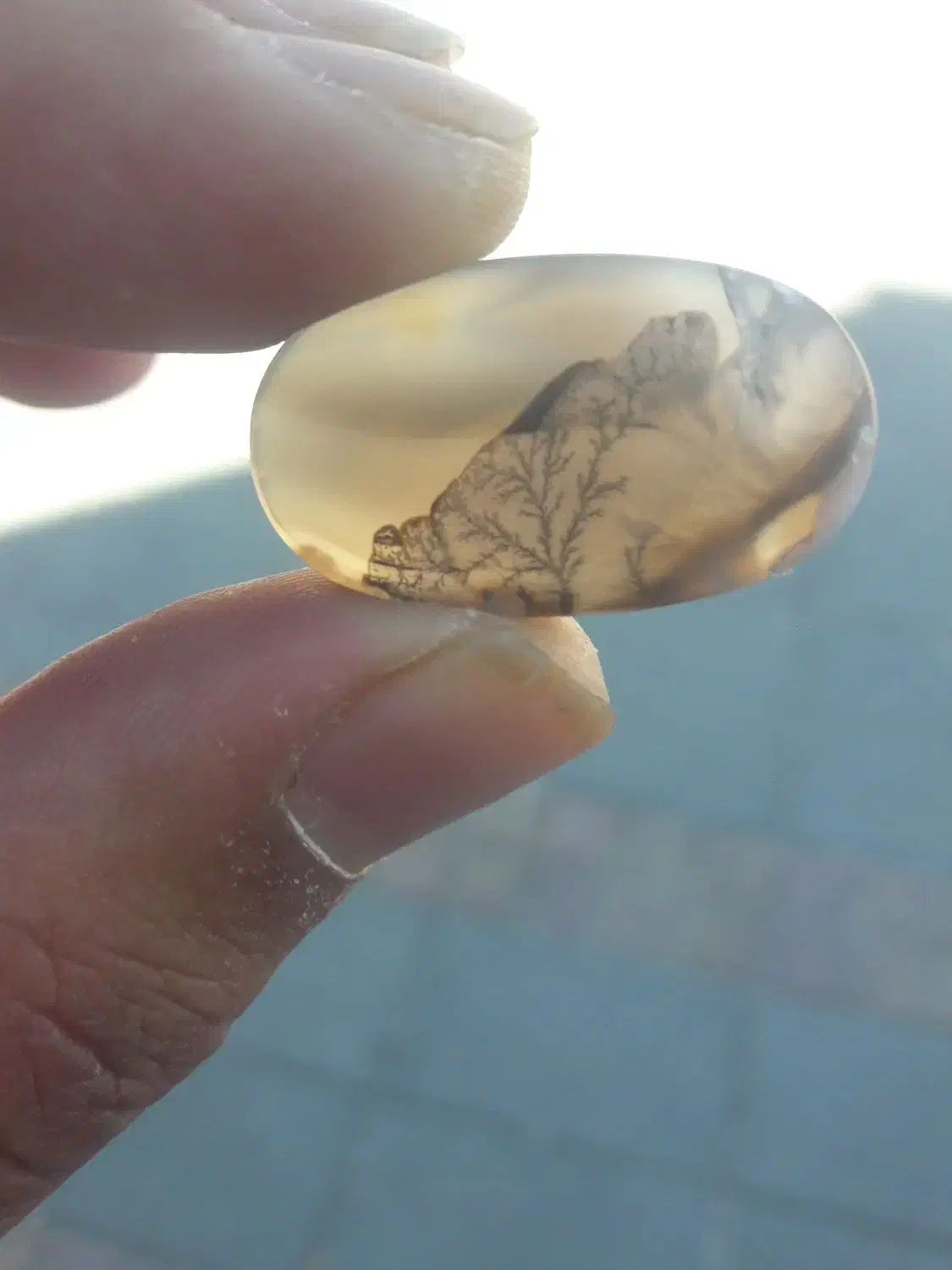 شجر|کلکسیون اشیاء عتیقه|زنجان, |دیوار