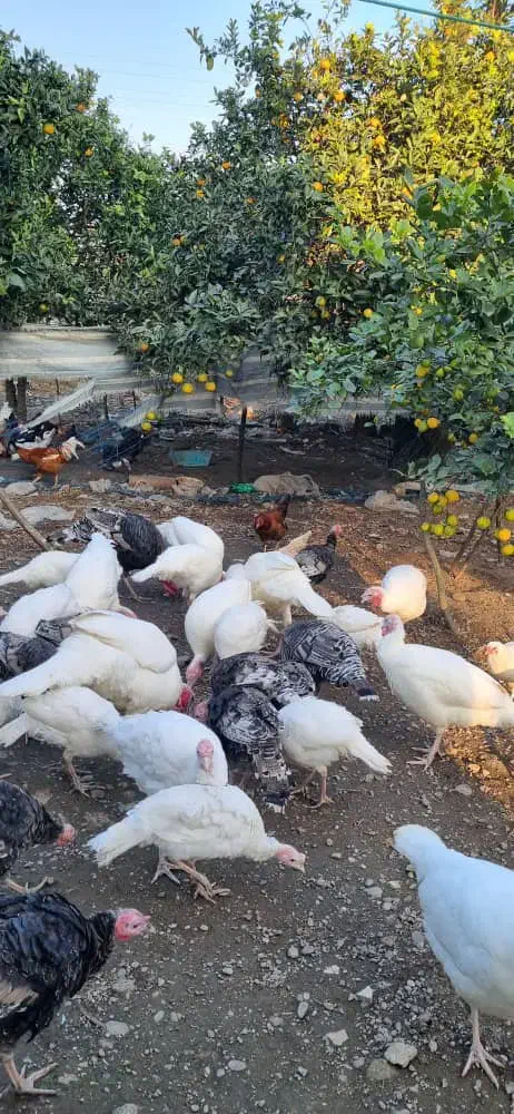 فروش بوقلمون کوچک وبزرگ|حیوانات مزرعه|کلاچای, |دیوار