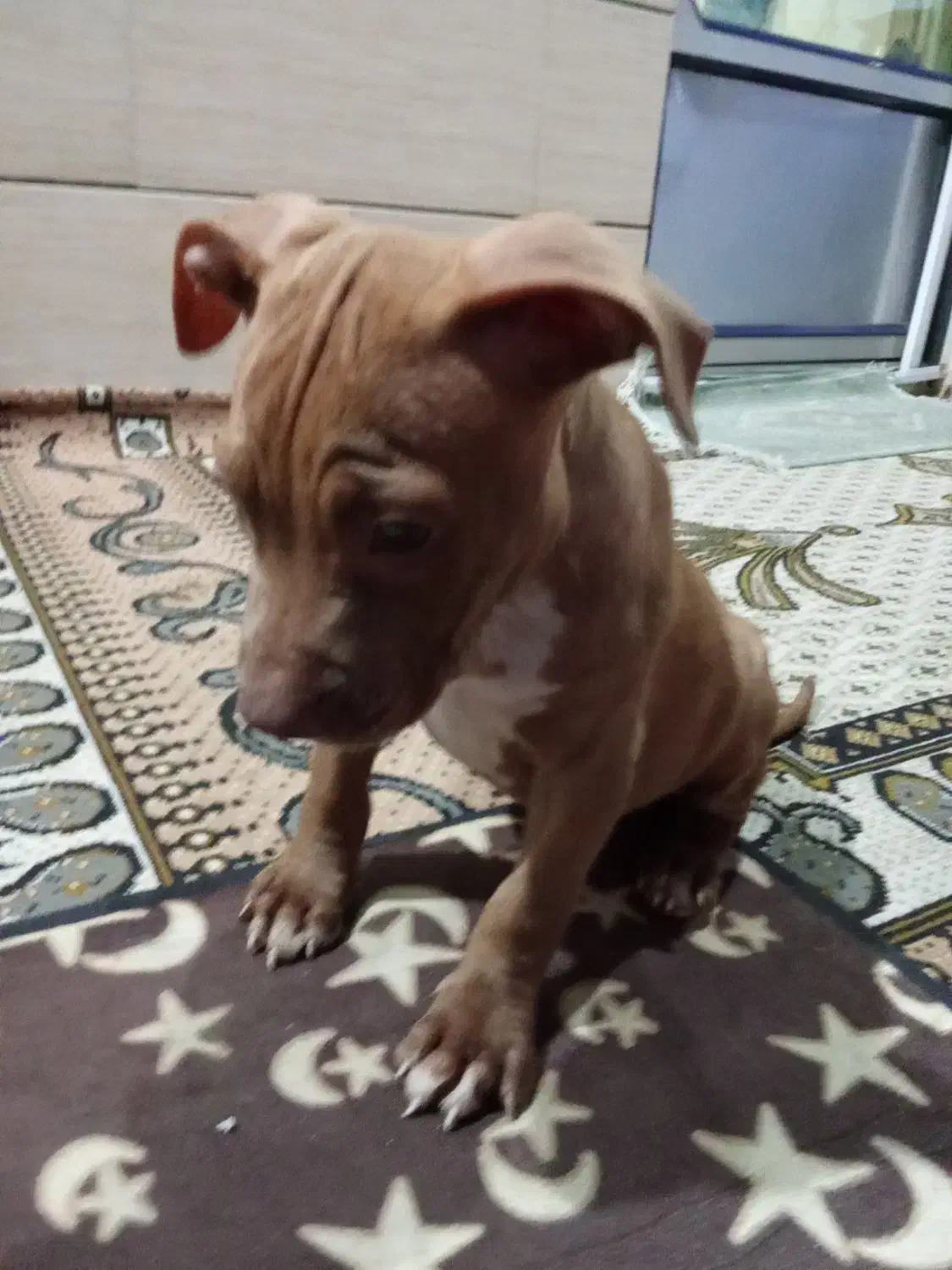 پیت بول  امریکن بولی|سگ|رشت, حمیدیان|دیوار