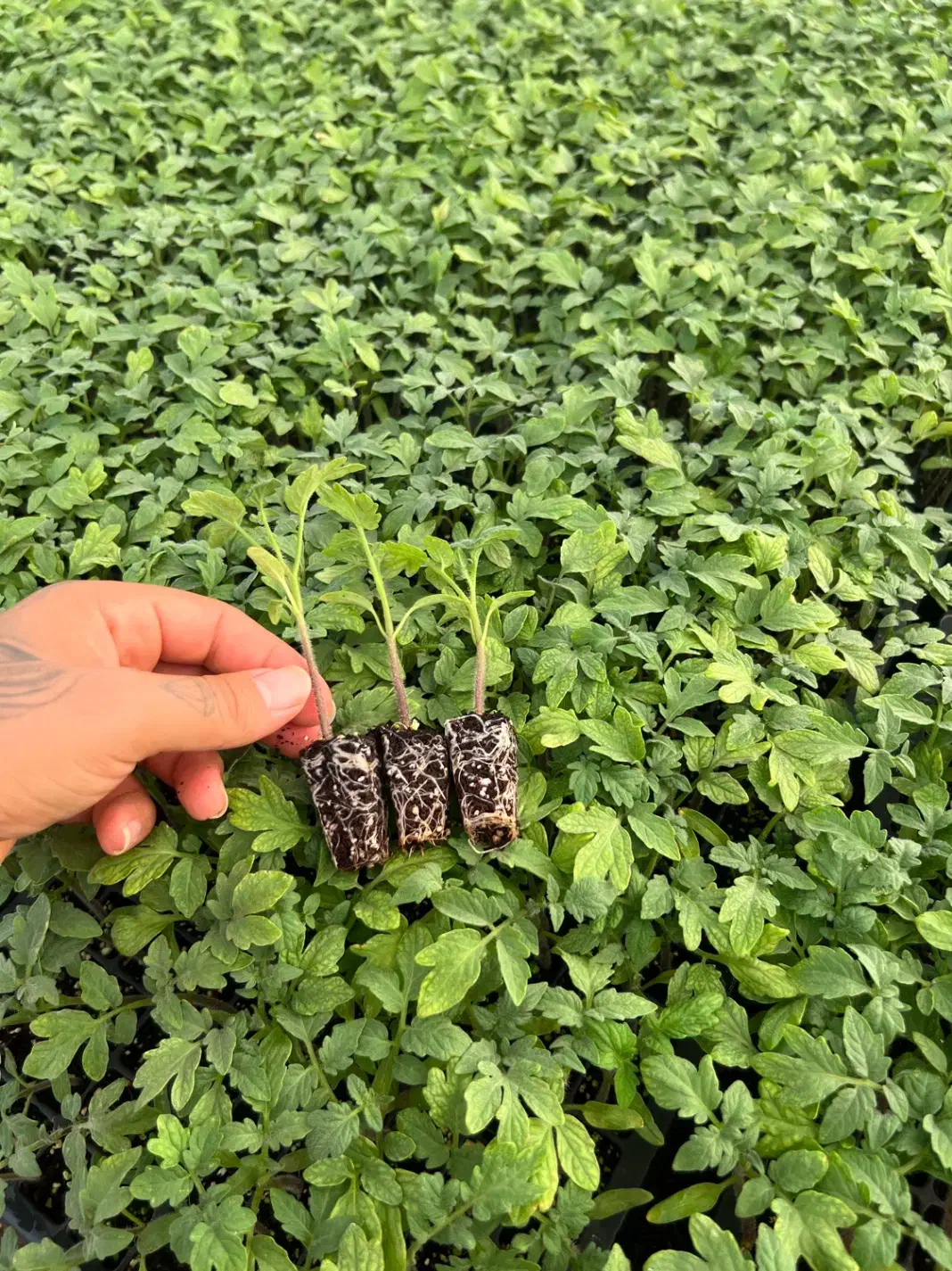 نشا|عمدهفروشی|سراوان, |دیوار