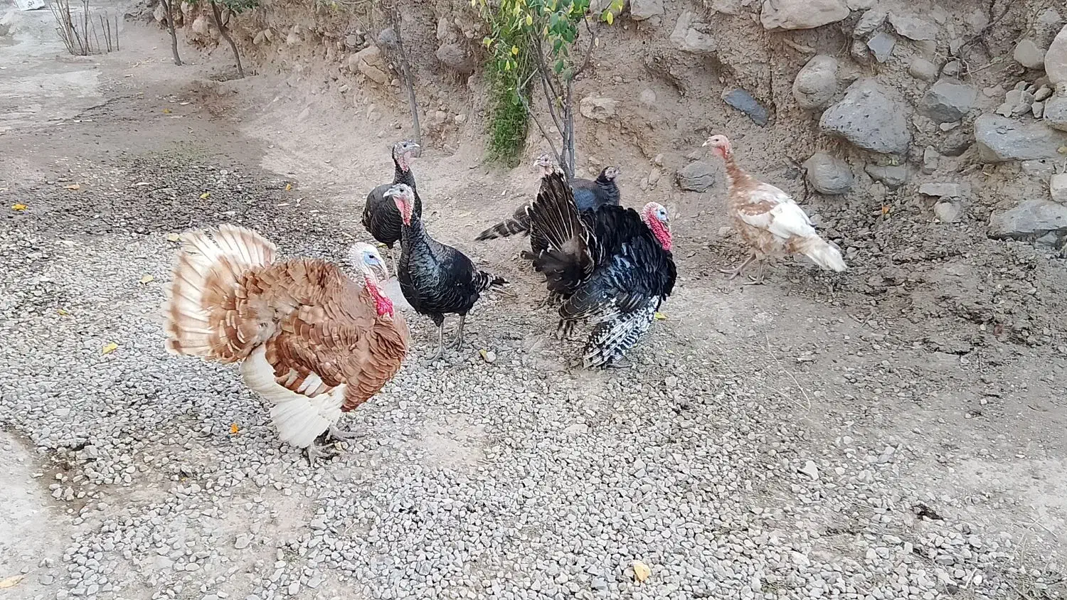 بوقلمون ۳۰۰|حیوانات مزرعه|مشگین شهر, |دیوار