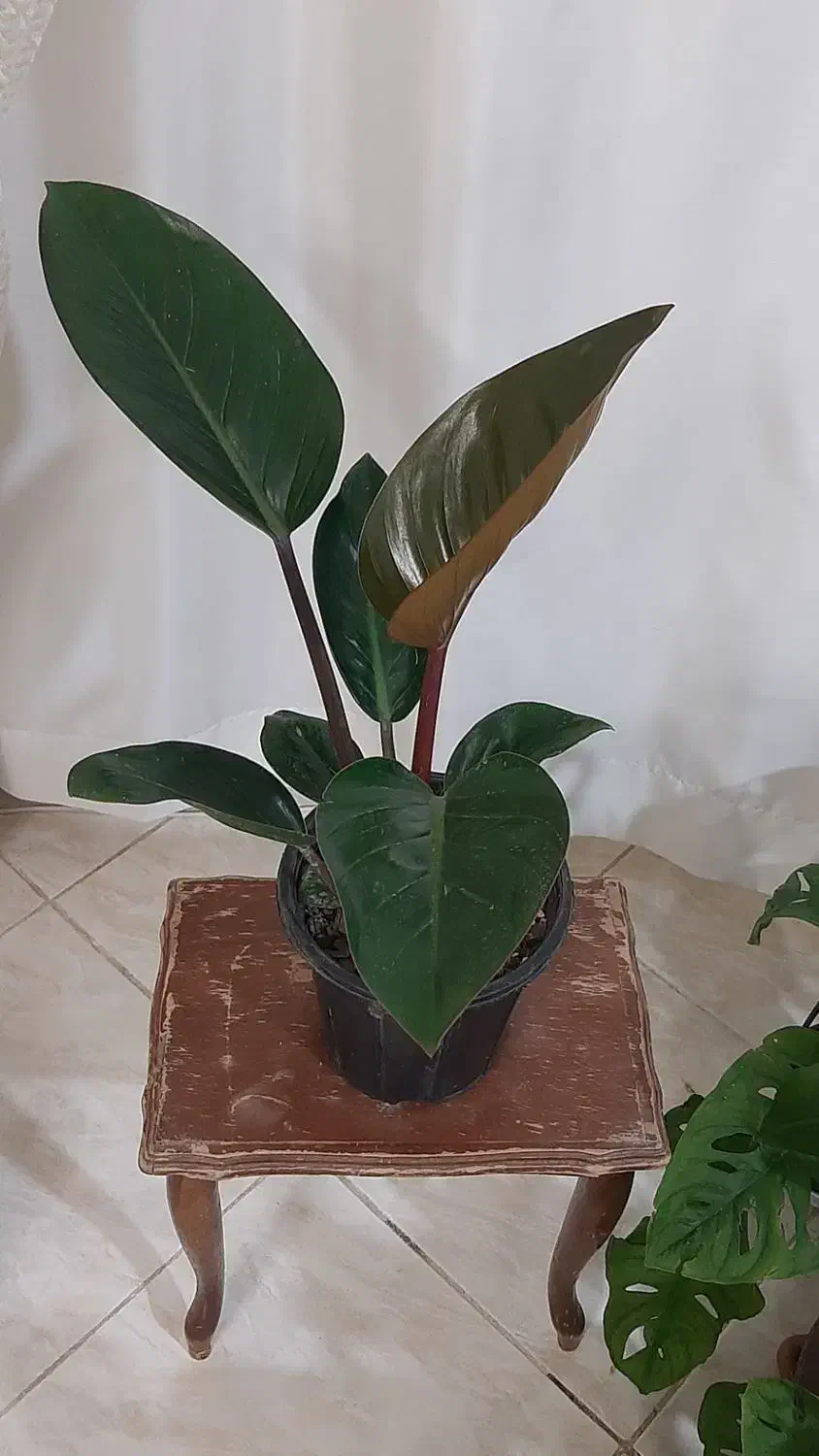 گلهای زیبا|گل و گیاه طبیعی|بجنورد, |دیوار