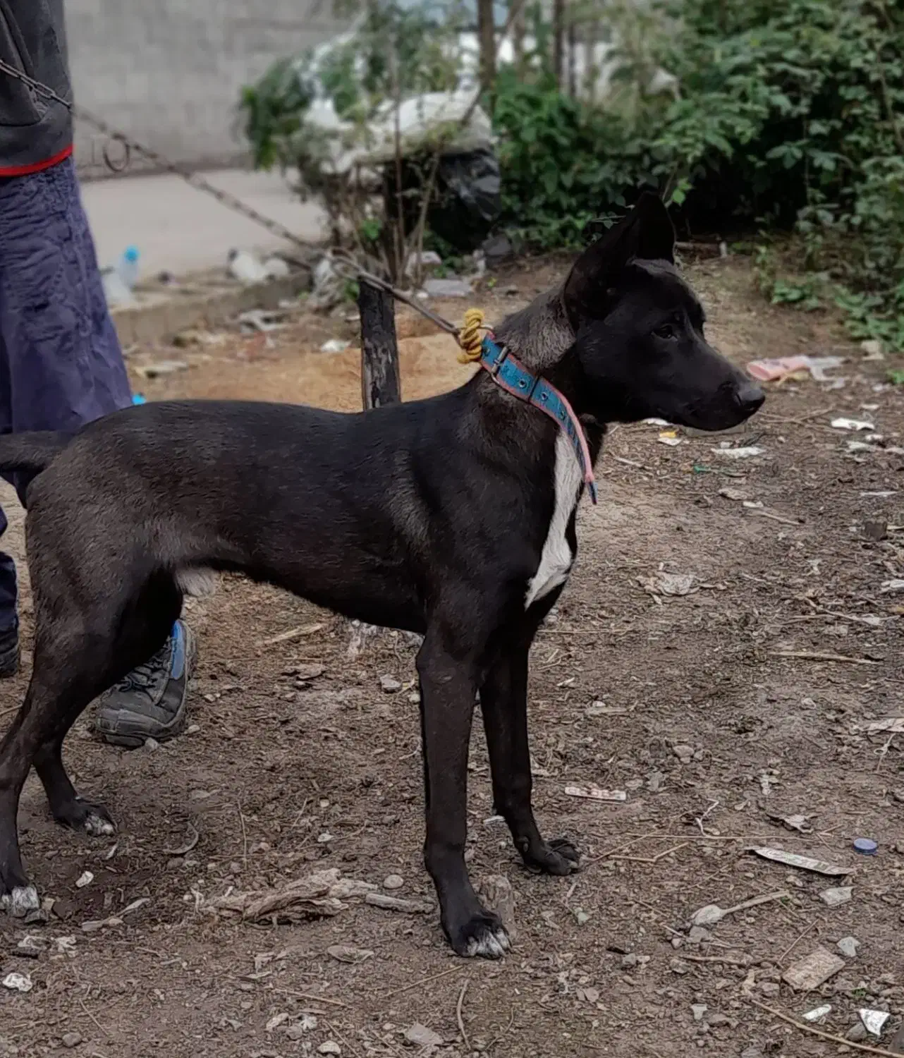 سگ‌گریت‌دین|سگ|رشت, لاکان|دیوار