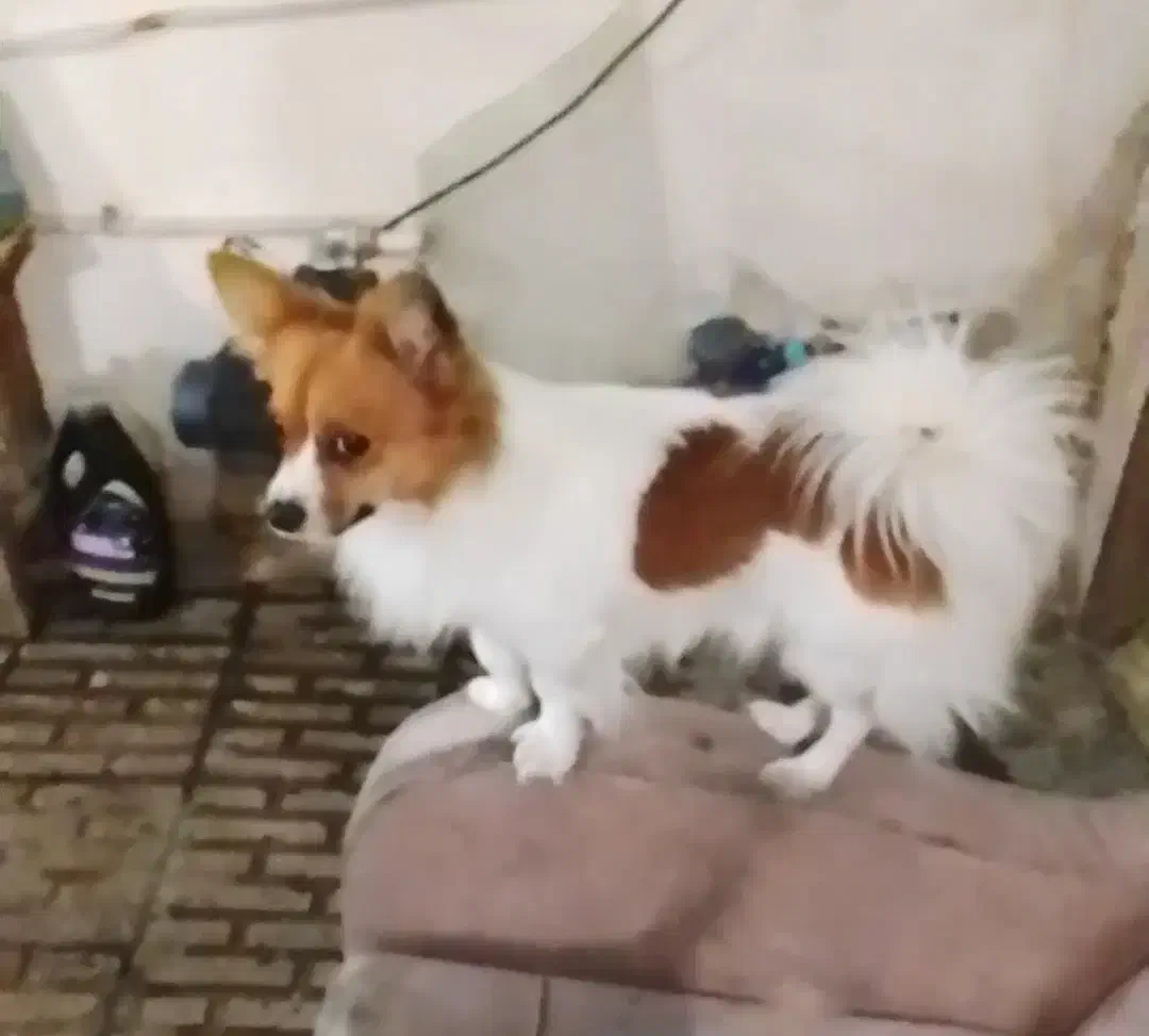 پامرین روباهی نر(پنج ملیون)|سگ|قرچک, پویینک|دیوار