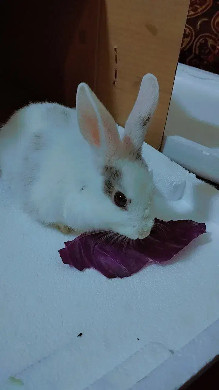 فروش خرگوش|موش و خرگوش|کامیاران, |دیوار