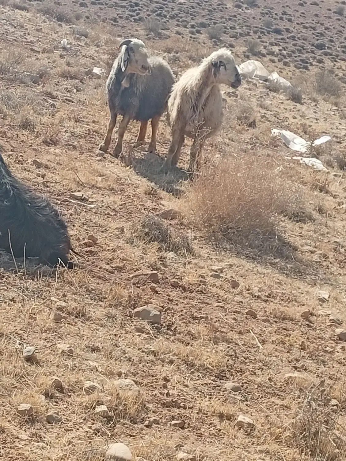 ۱۹راس شیشک میش داستی|حیوانات مزرعه|ارژن, |دیوار