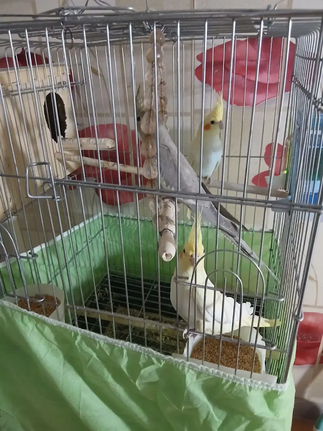 فروش عروس هلندی|پرنده|ایلام, |دیوار