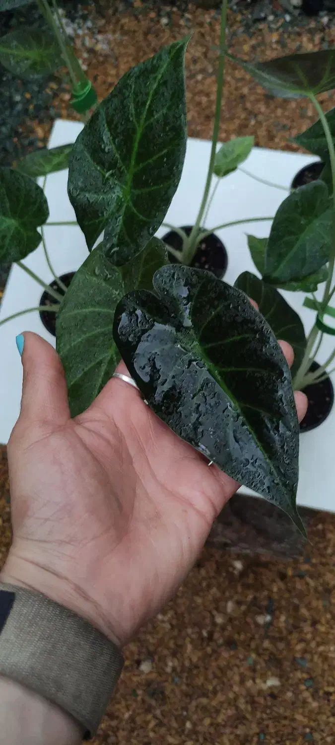 آلوکازیا رگال شیلد|گل و گیاه طبیعی|خمینی‌شهر, |دیوار