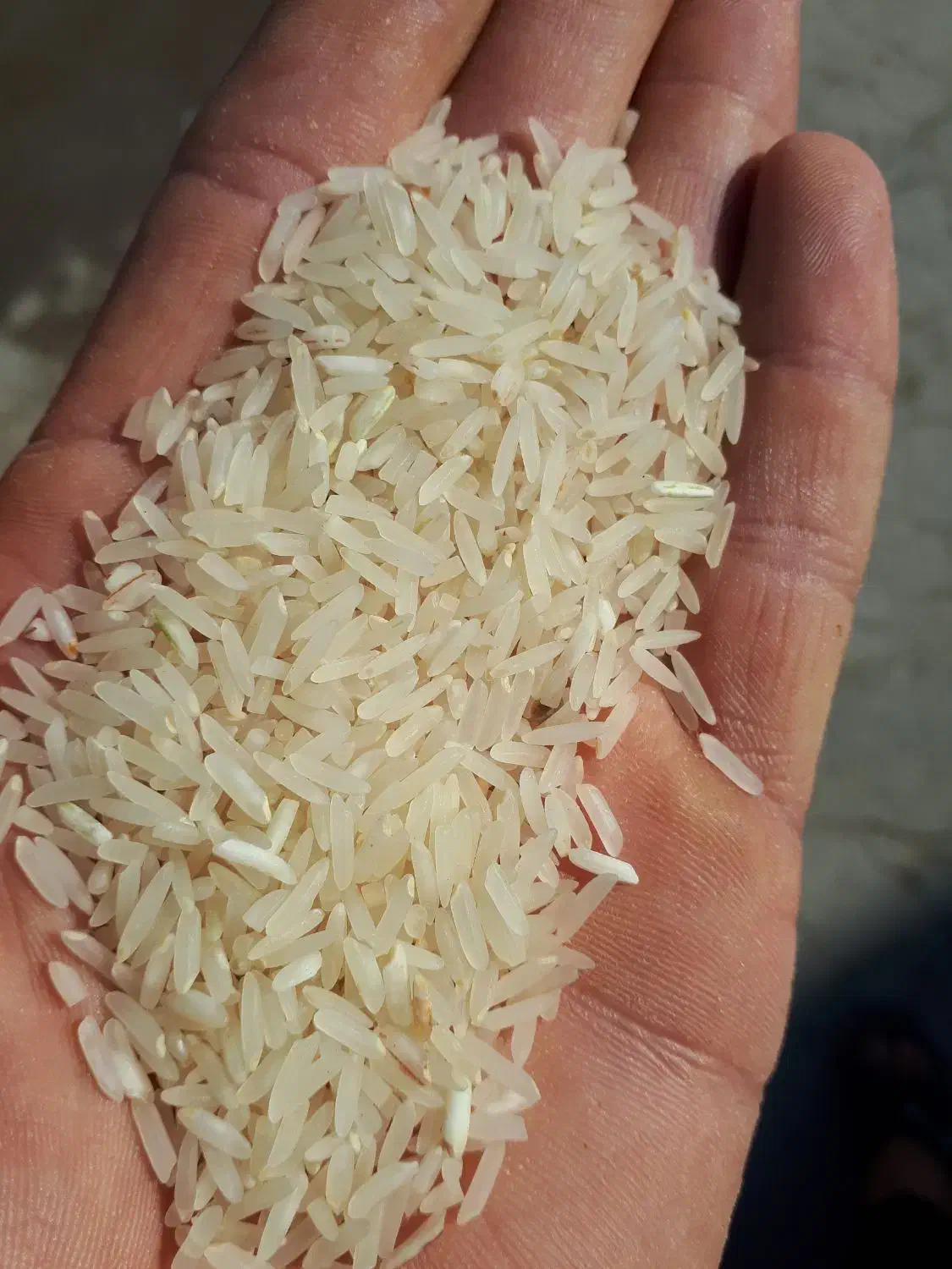 نیم دانه برنج|خوردنی و آشامیدنی|بوشهر, |دیوار