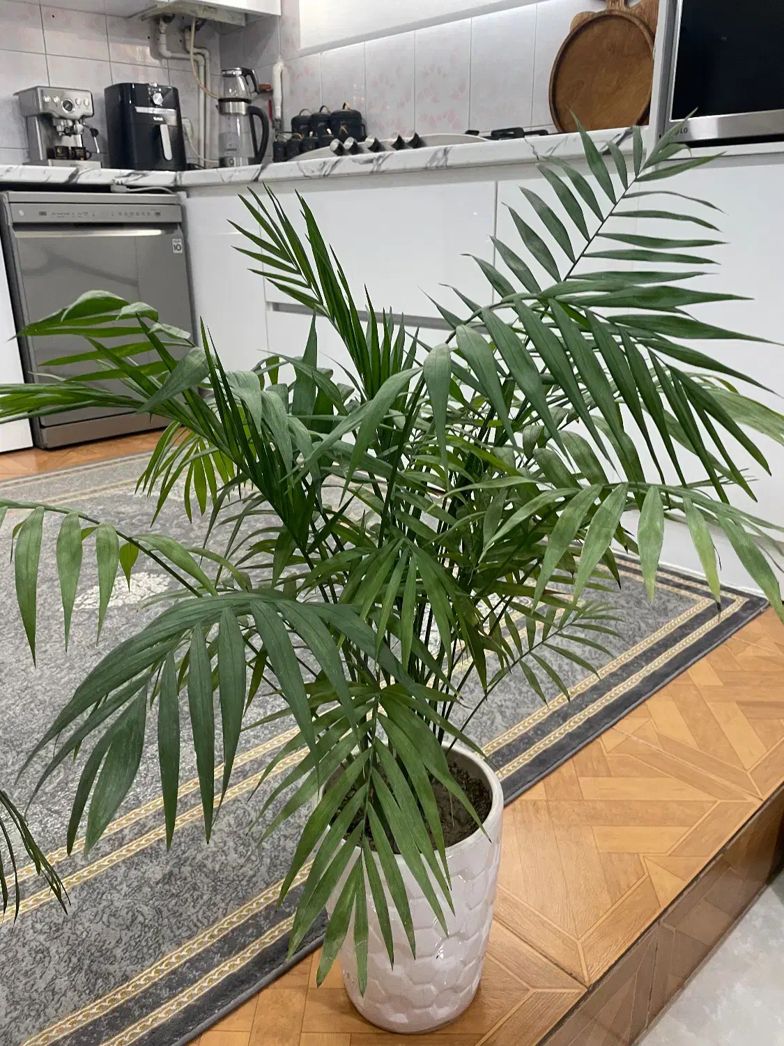 گل های طبیعی شامادورا اریکا کاکتوس|گل و گیاه طبیعی|شهریار, رزکان|دیوار