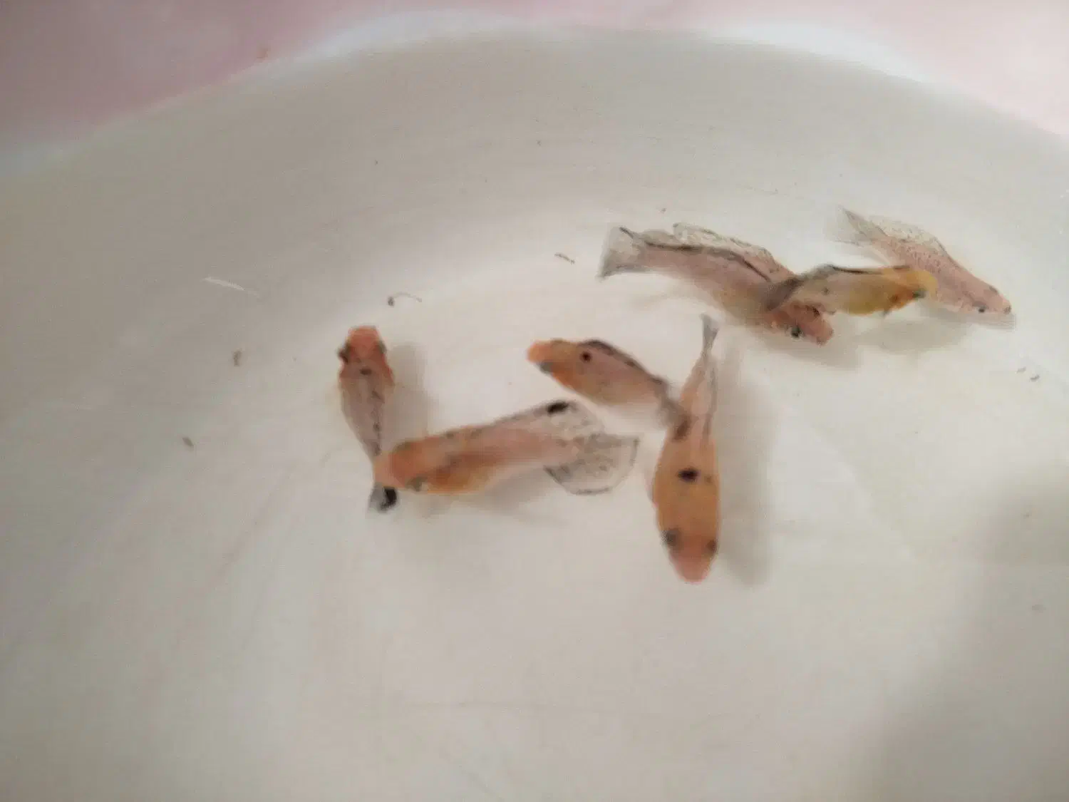 ماهی مولی بالن|ماهی|قم, شهرک مهدیه|دیوار