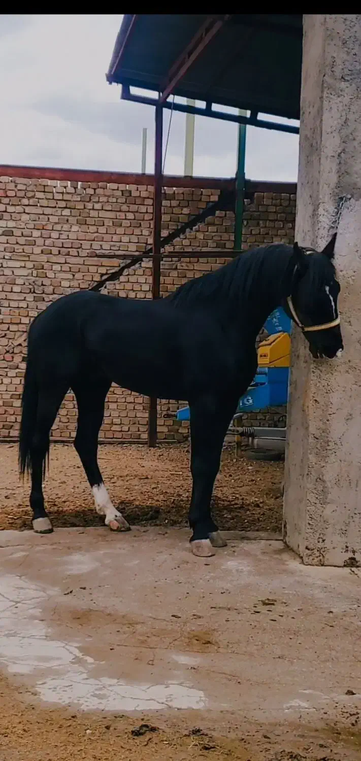 اسب|اسب و تجهیزات اسبسواری|دورود, |دیوار