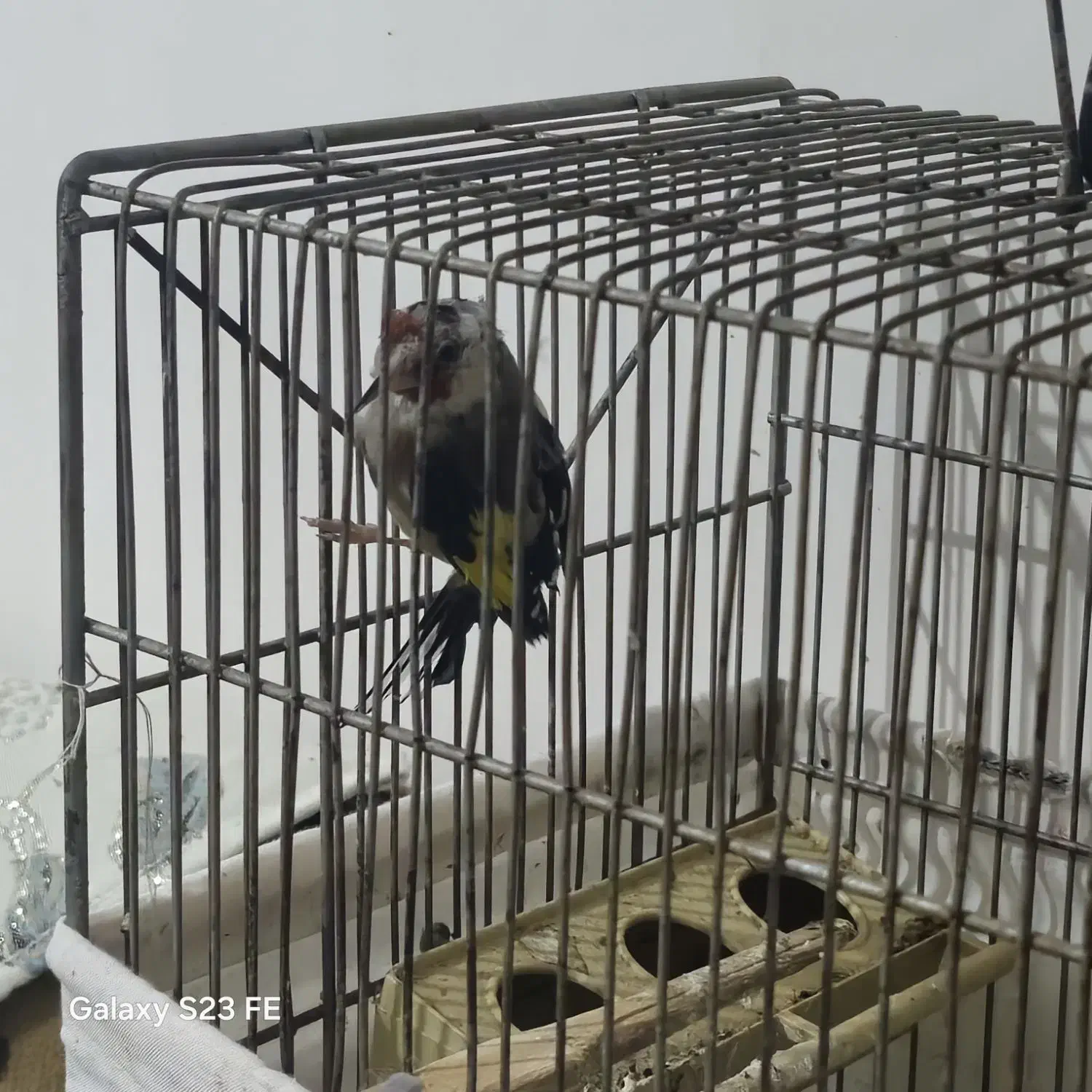 سهره ماده ۲ ساله|پرنده|پاکدشت, پاکدشت (مامازند)|دیوار