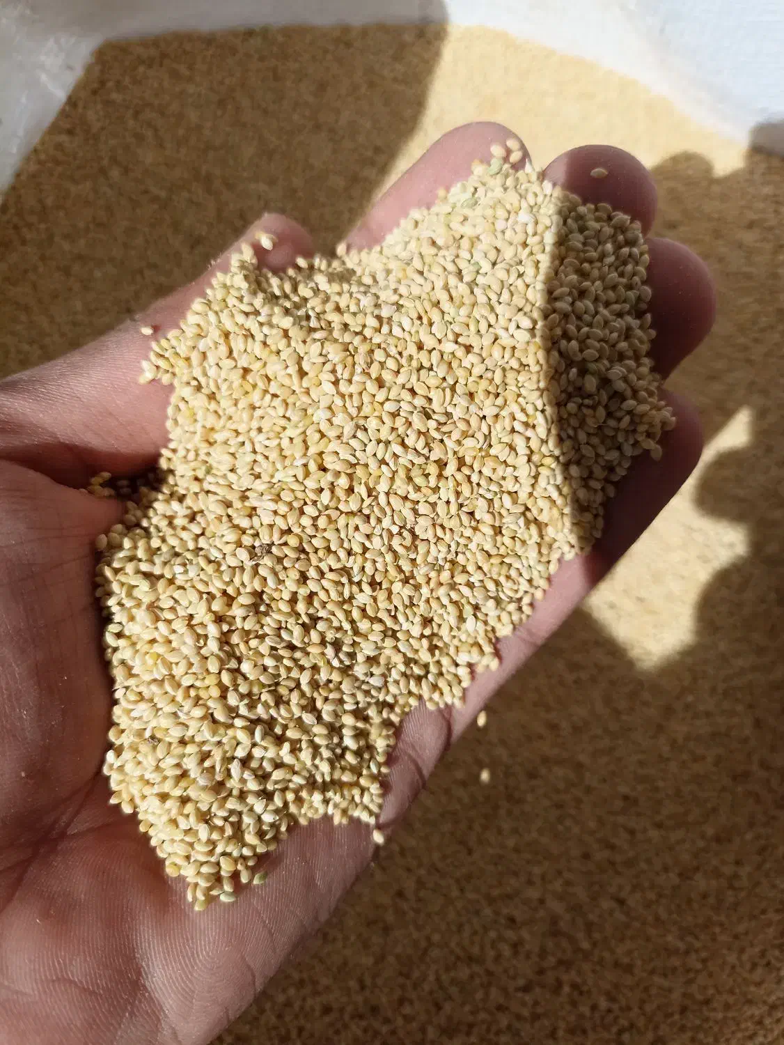 ارزن بوجاری شده|لوازم جانبی حیوانات|کمیجان, |دیوار