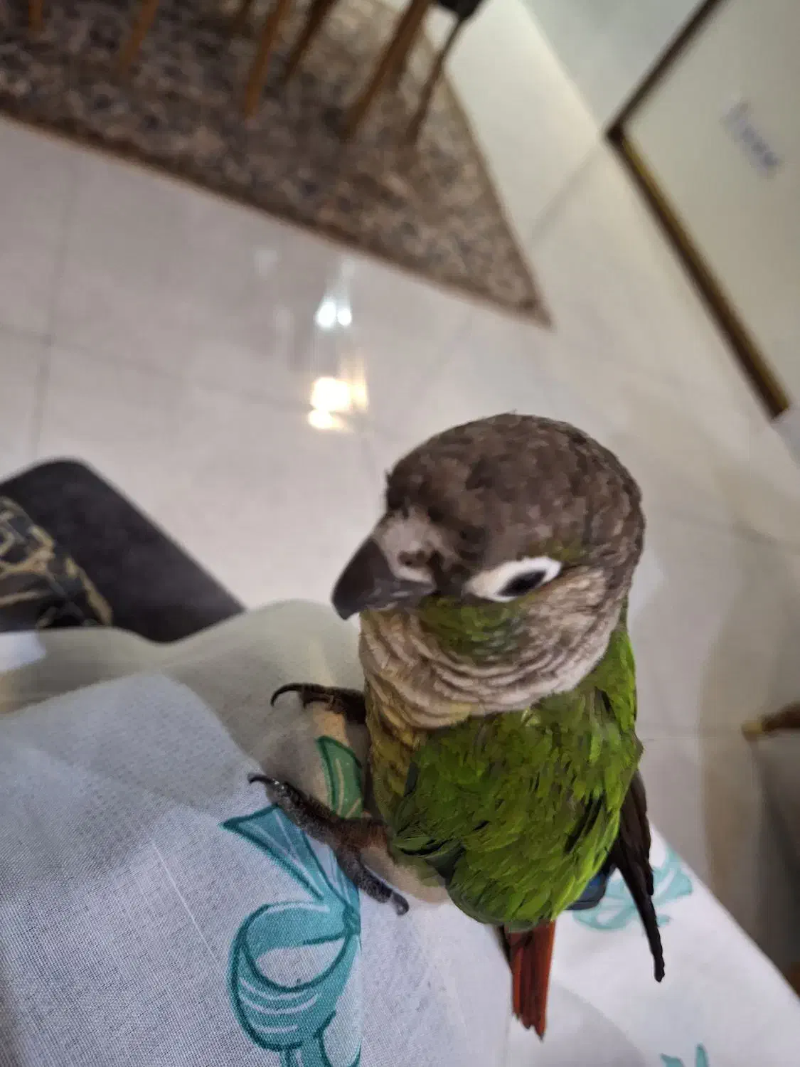 طوطی گرینچیک|پرنده|فردیس, قریشی|دیوار