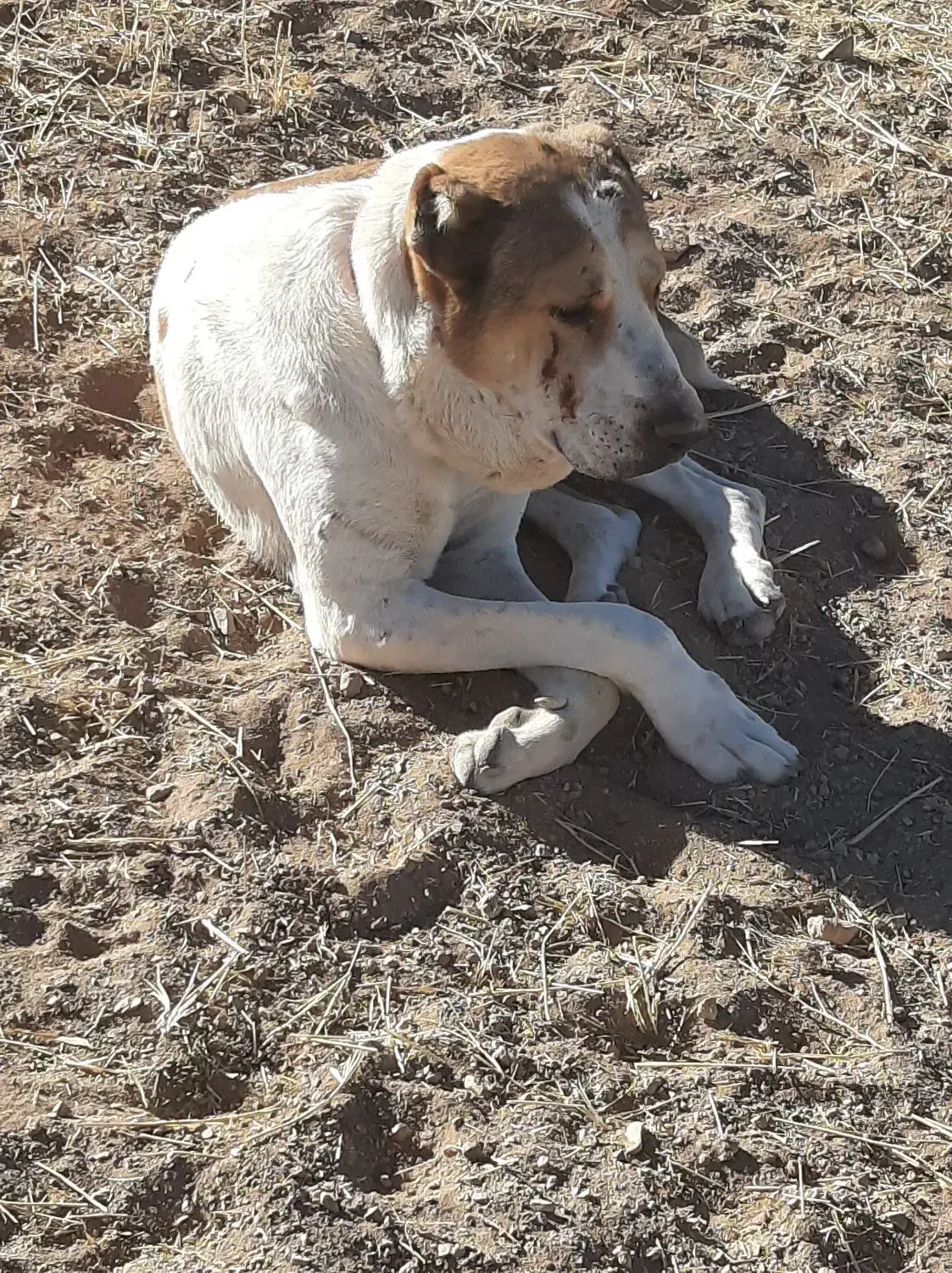 سگ گله|سگ|فرمهین, |دیوار