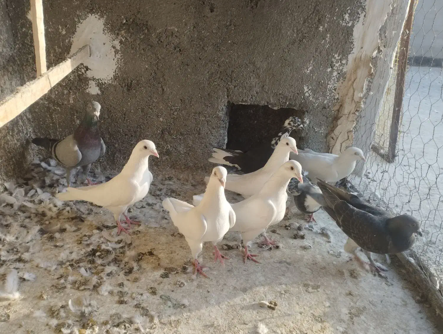 کفترصیدپرشی|پرنده|چناران, |دیوار