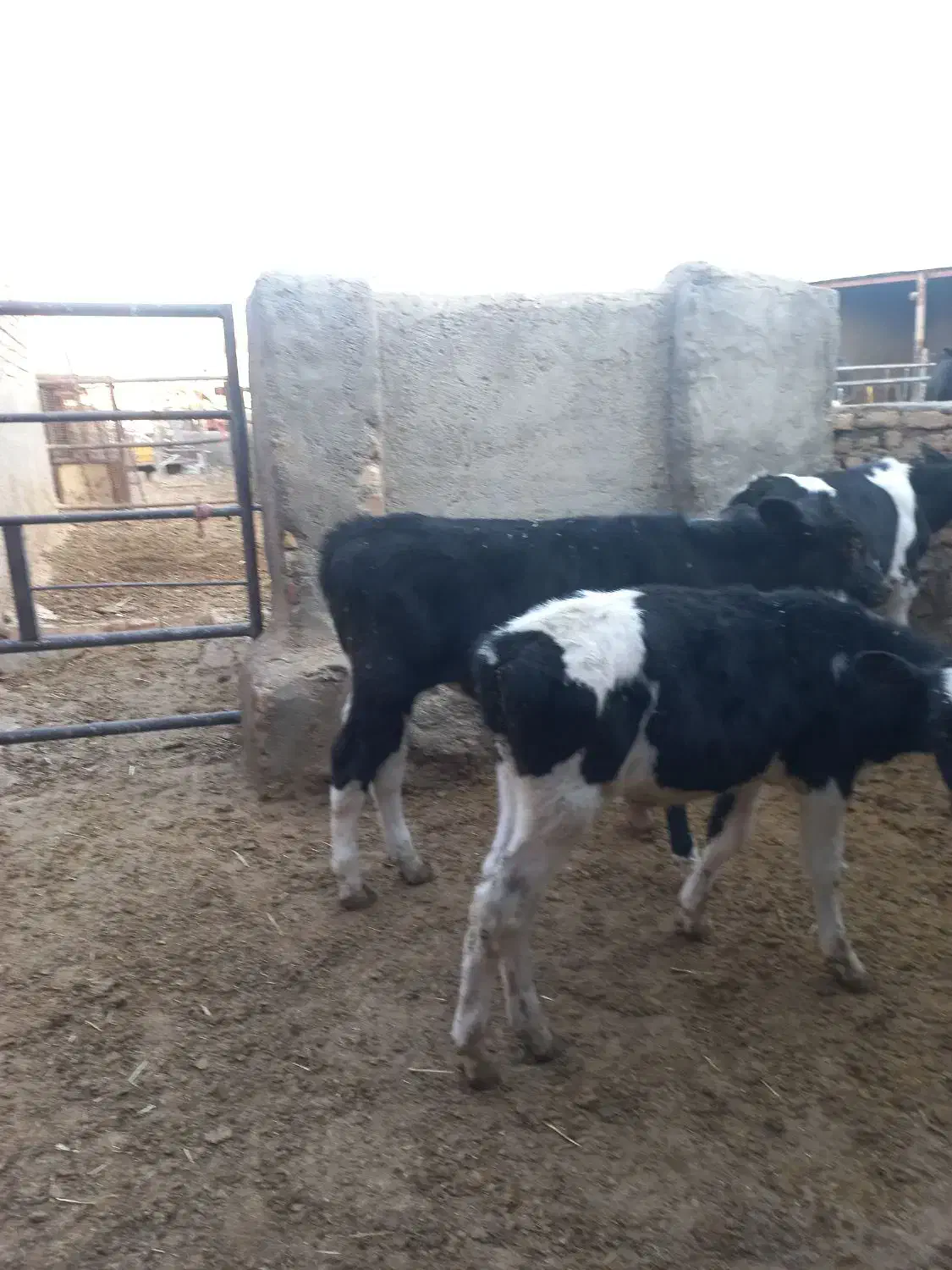 نیازمند کارگر دامداری شیری|استخدام صنعتی، فنی، مهندسی|سلفچگان, |دیوار