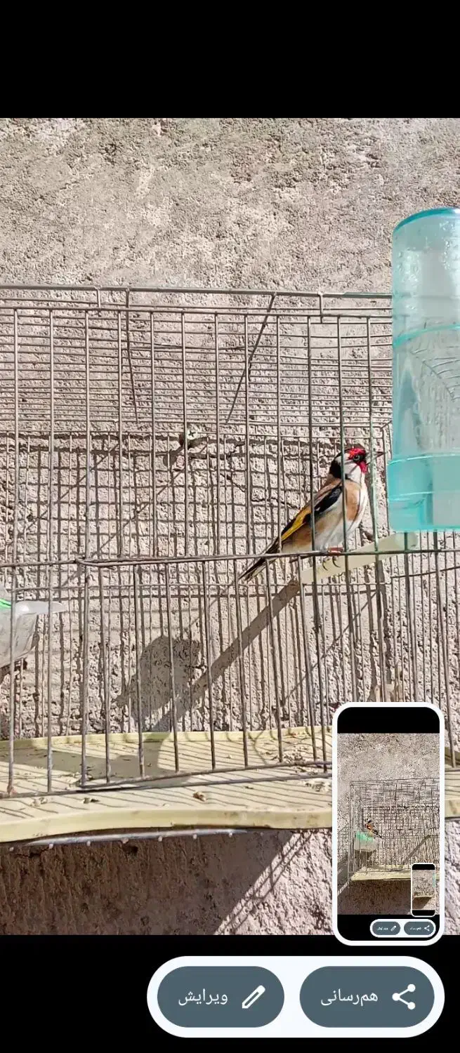 سهره نر|پرنده|باسمنج, |دیوار