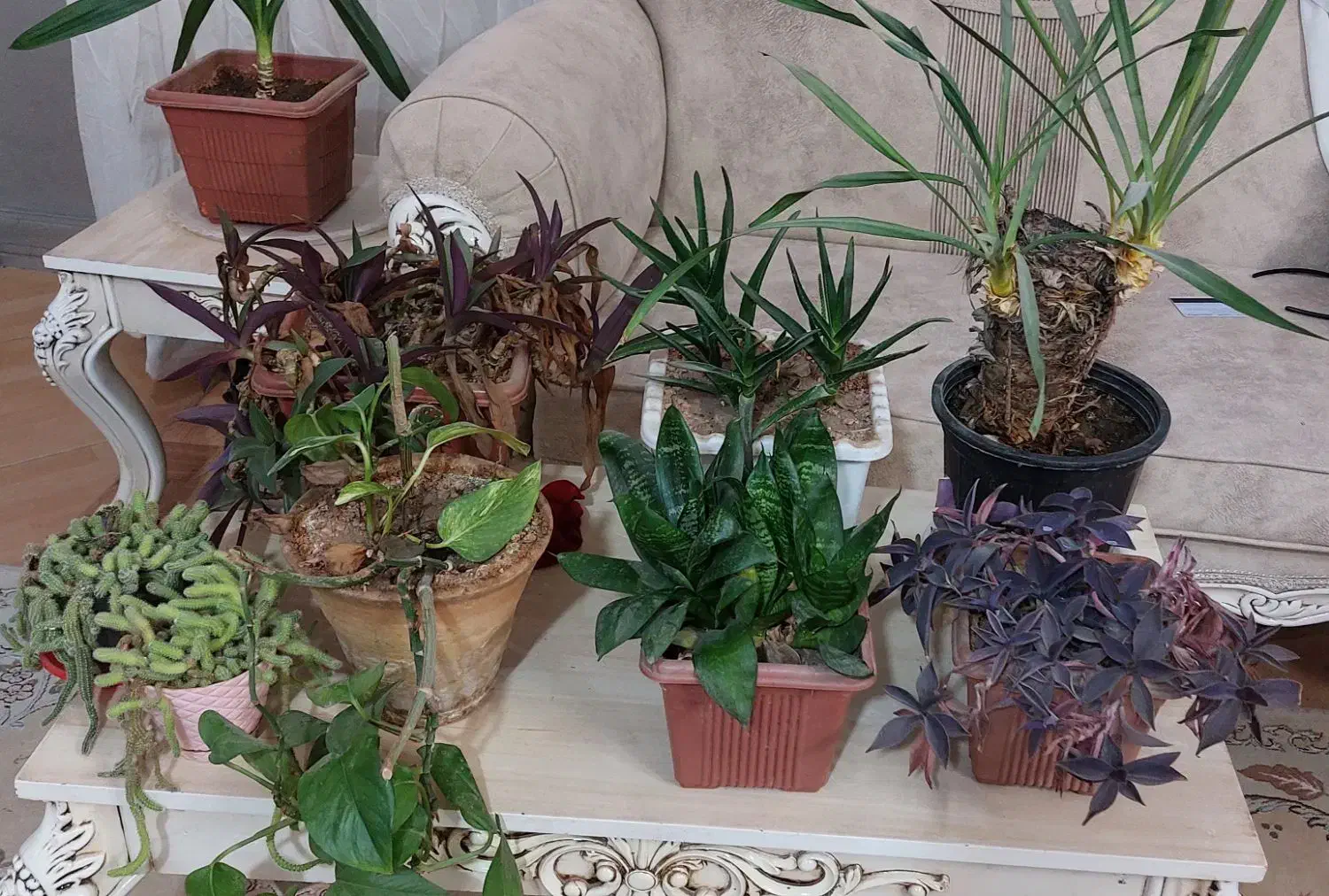 گل ارزان|گل و گیاه طبیعی|نیشابور, شریعتی|دیوار