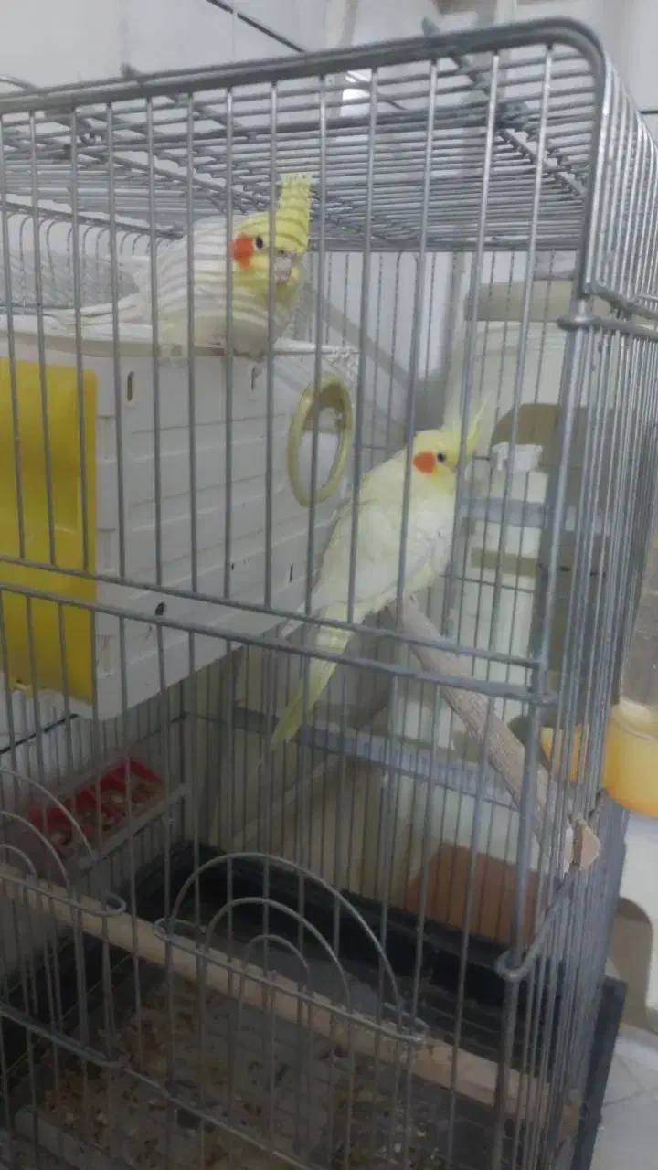 عروس هلندی ی جفت سخنگو|پرنده|قم, پردیسان|دیوار